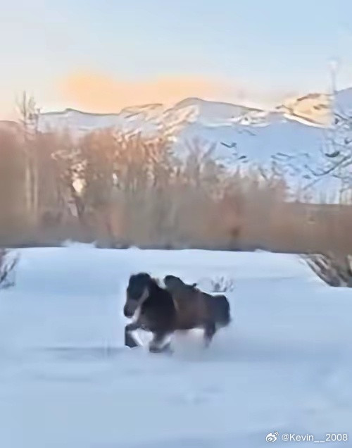 贺娇龙坠马的时候，一只脚被马登挂住，随后，被马拖行，一下子被拉到了马肚子下面！马