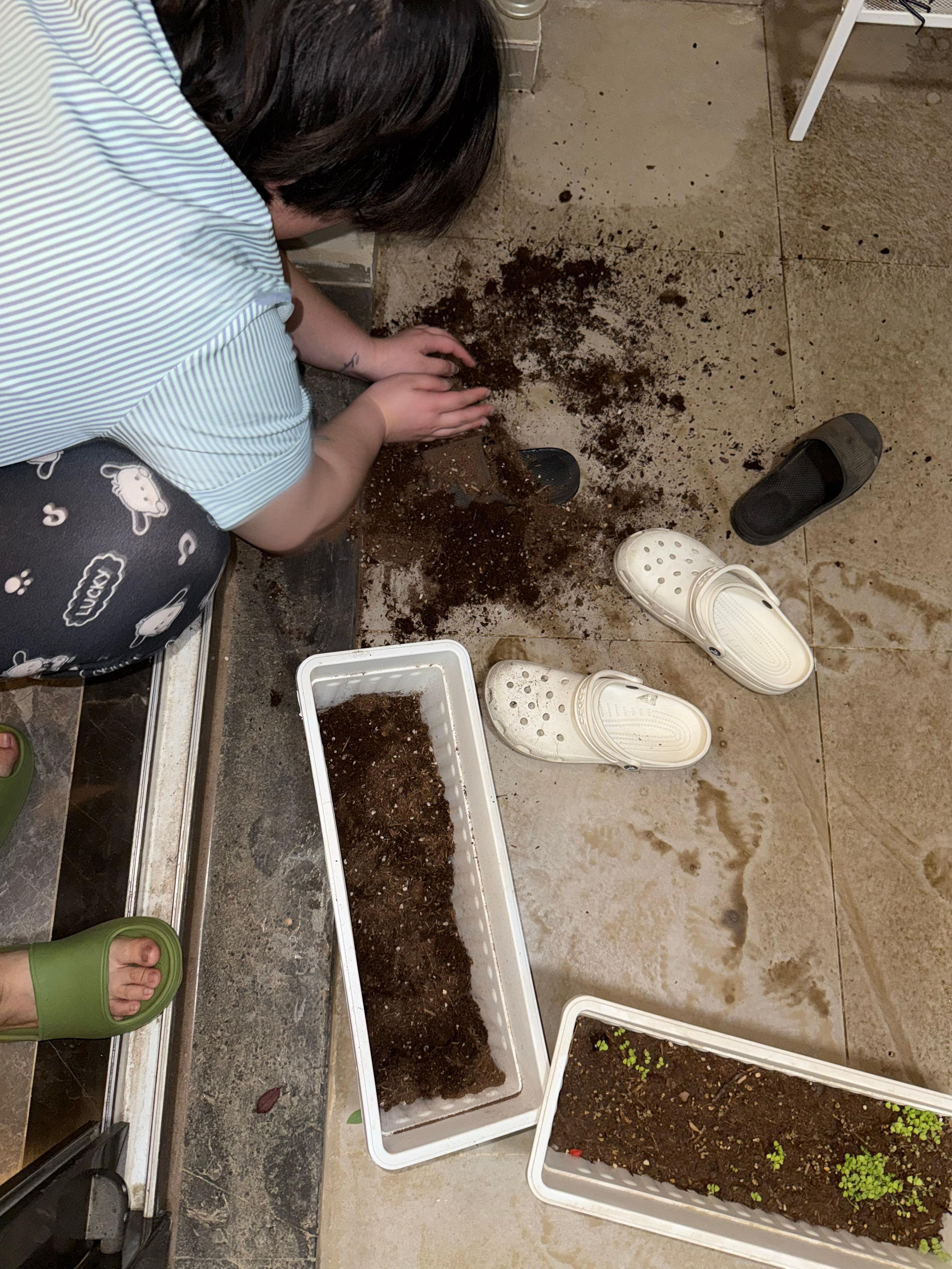 刚种的菜终于发芽了外面下冰雹我说给它拿屋里来保护一下现在风雨过去了我说给它放回外