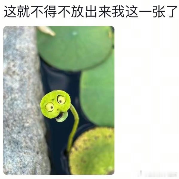 哪吒的胚胎照[笑着哭]​​​