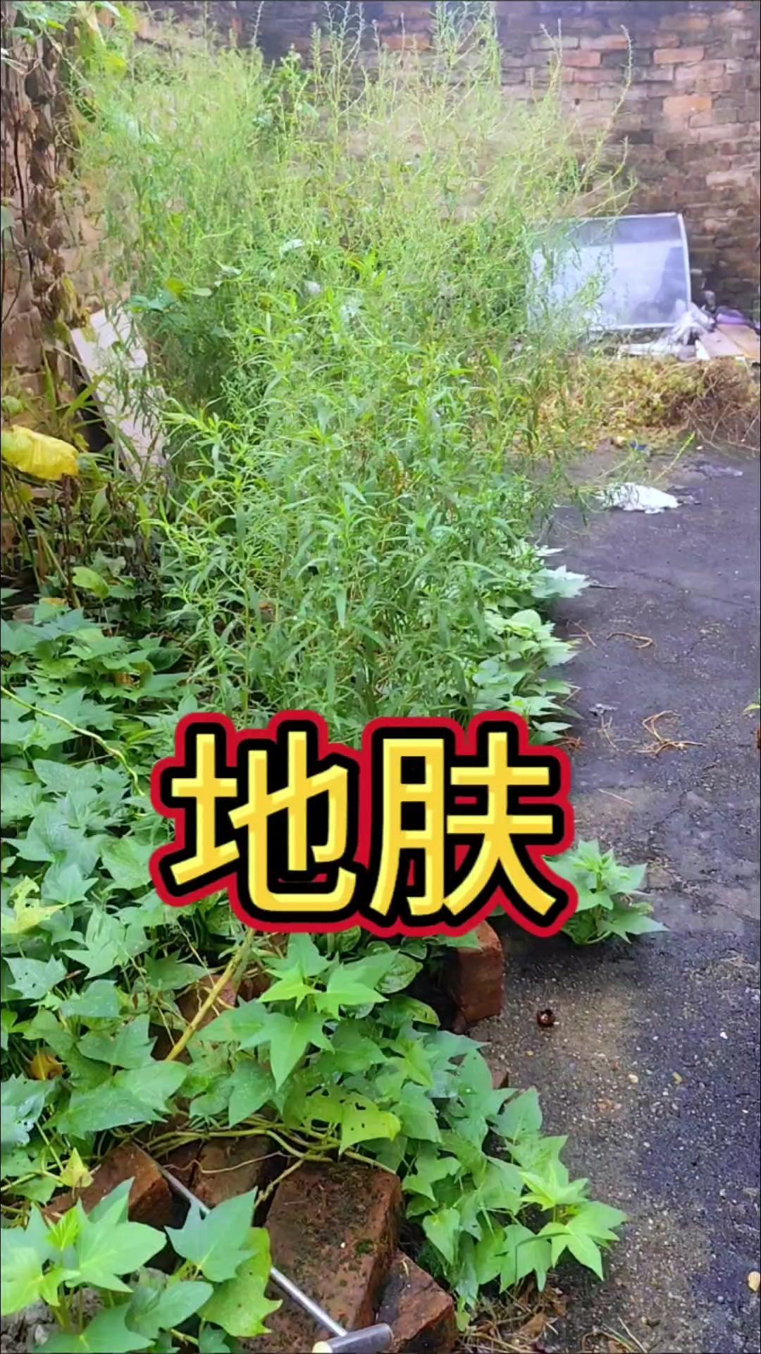 农村扎扫把的植物竟是宝？🌾万万没想到！农村常见的扎扫把植物，居然是个宝～它除