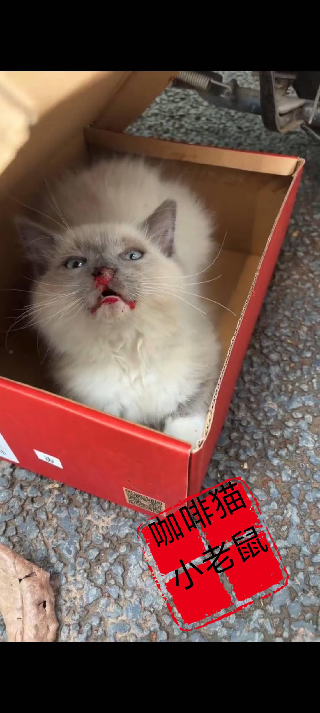 这只猫咪竟然被自己的主人给逐出了家门，无家可归的她竟然跑到了大马路上祈求路人的帮