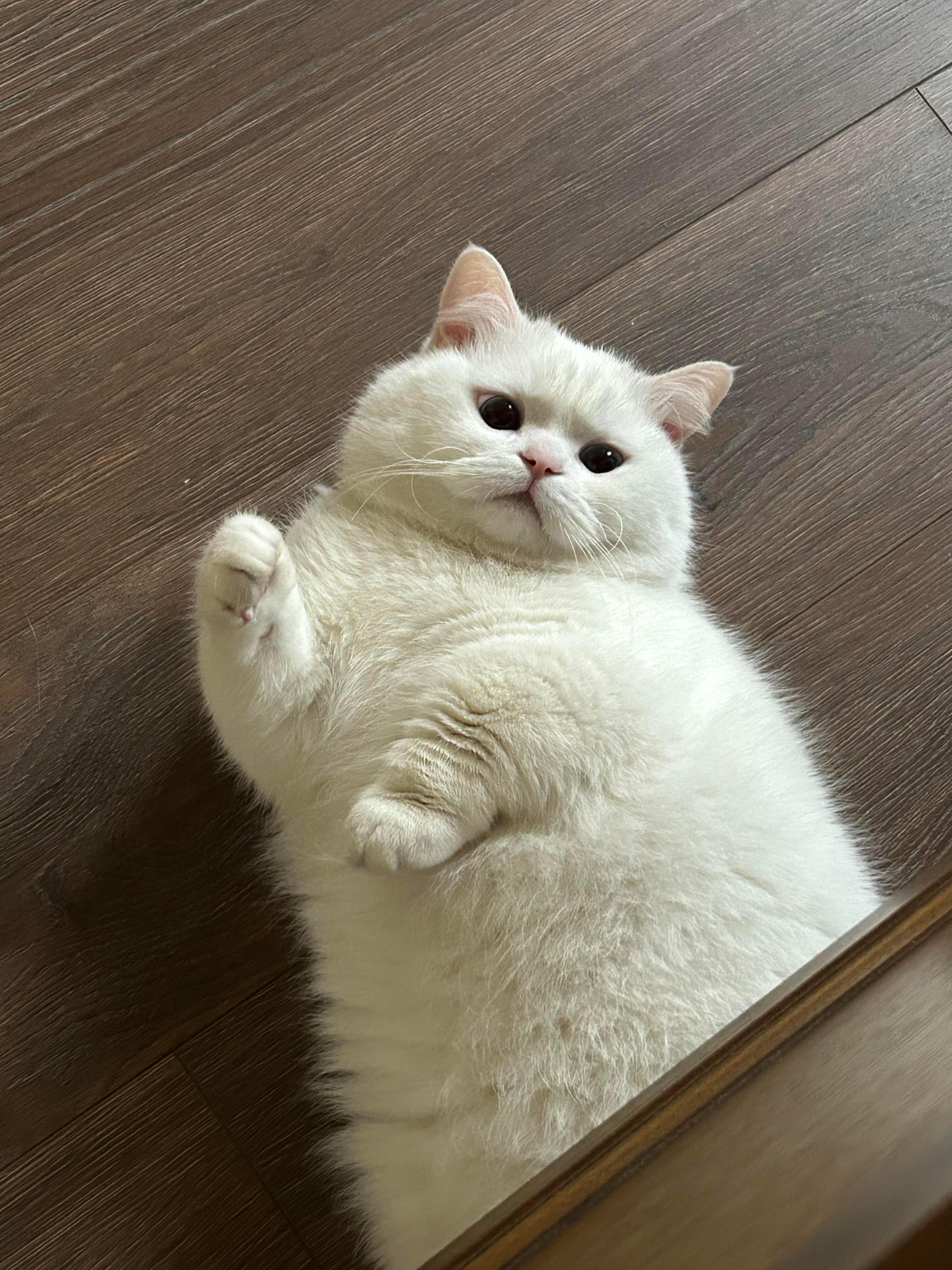 猫咪：找我什么事😾