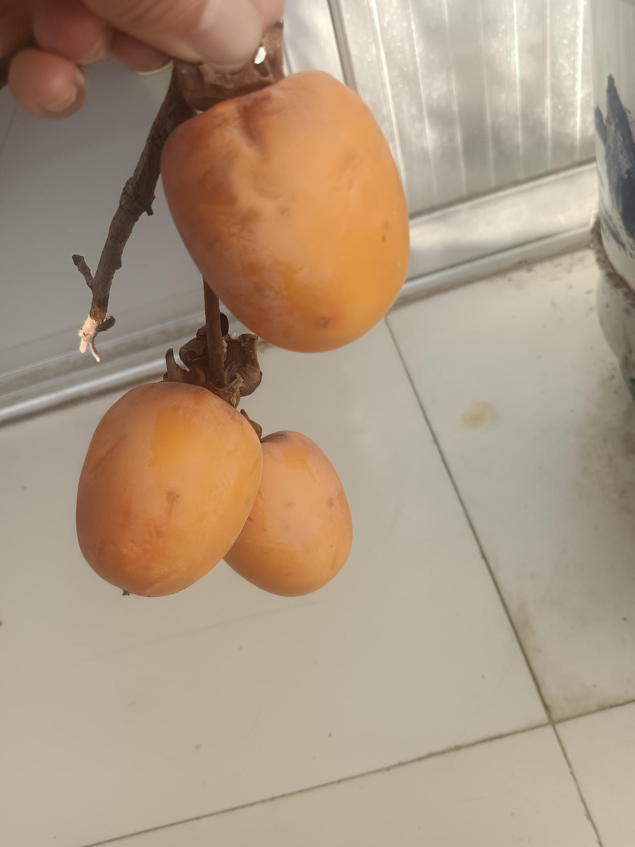 如果你离婚了，你还会再婚吗？曾经我听过网友说过这样一句话，如果你离婚了，就不要