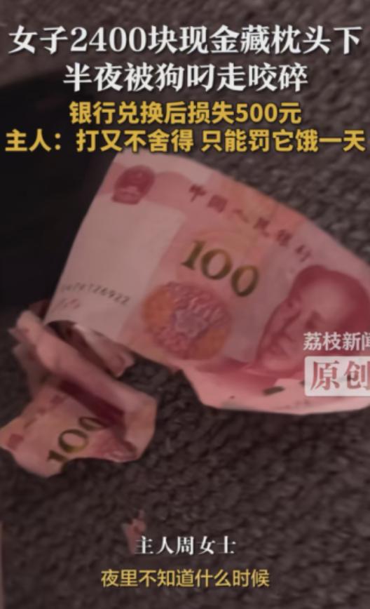 “这下损失太大了！”近日，江西南昌，一女子将2400元藏在枕头下面，不料半夜被狗