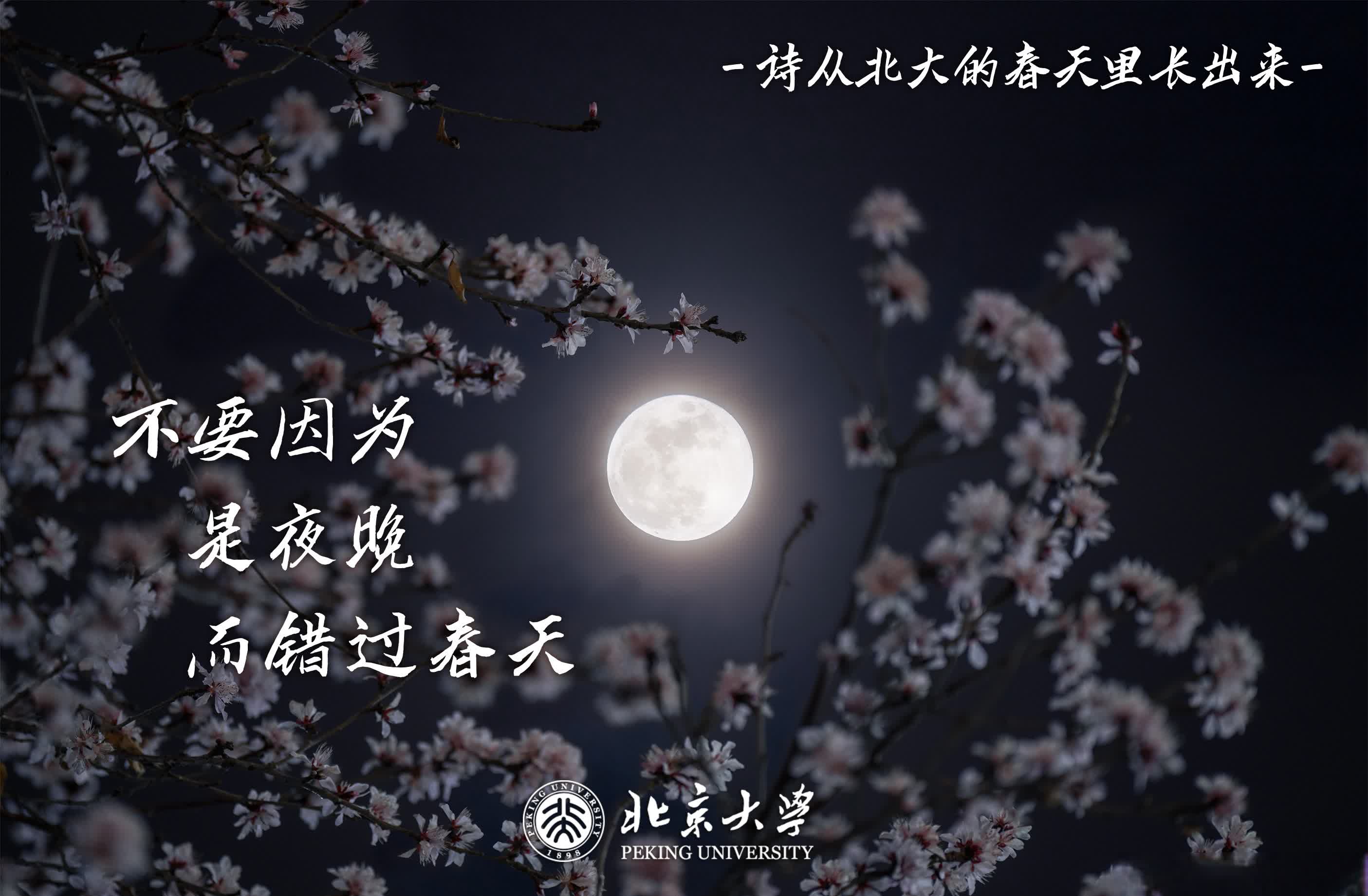 不要因为是夜晚而错过春天（摄影：朱成轩，小编：炸毛球）