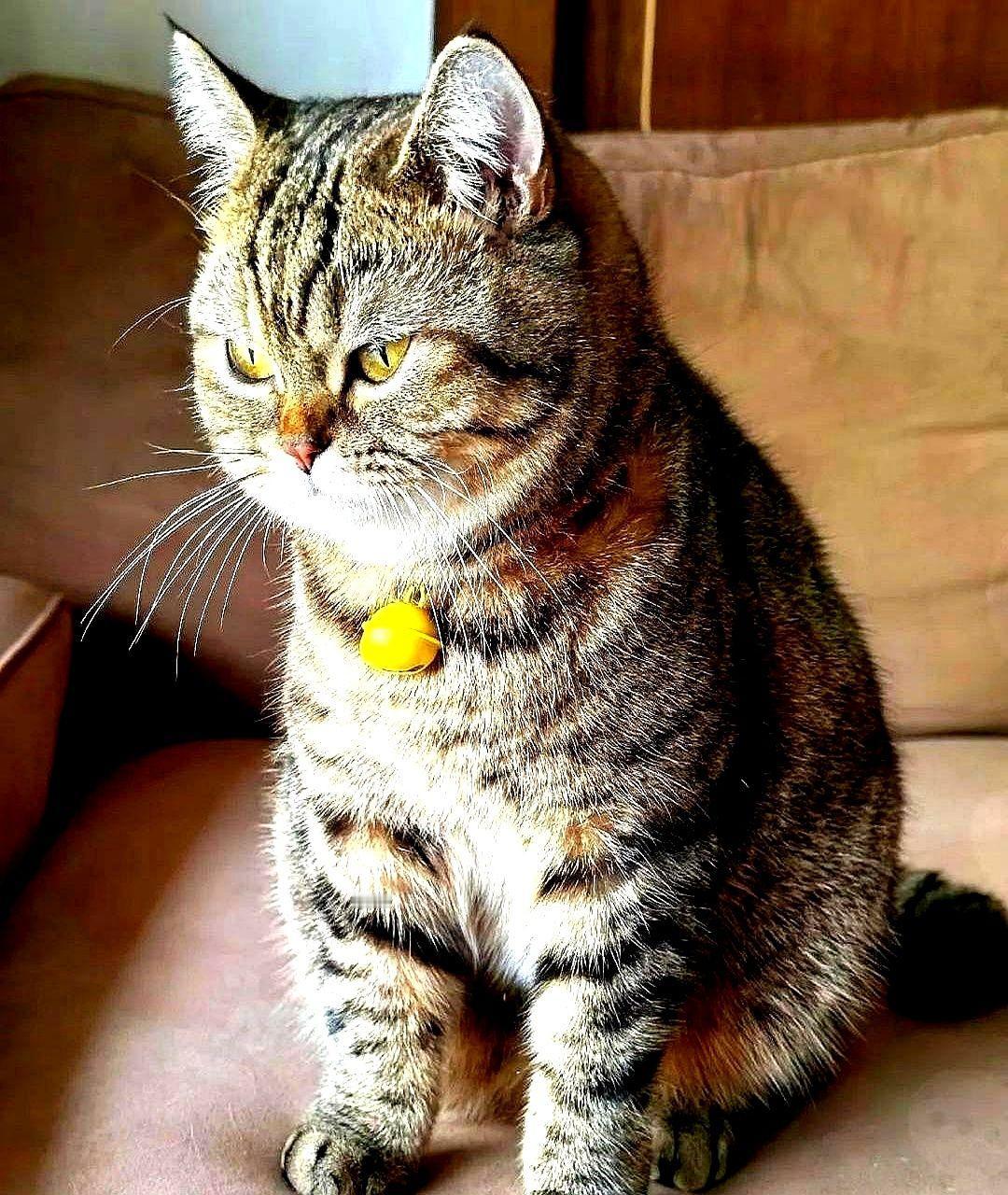 这只养了两年的狸花猫，总是四五天才回家一次，昨天我给它装了监控在脖子上，连接手机