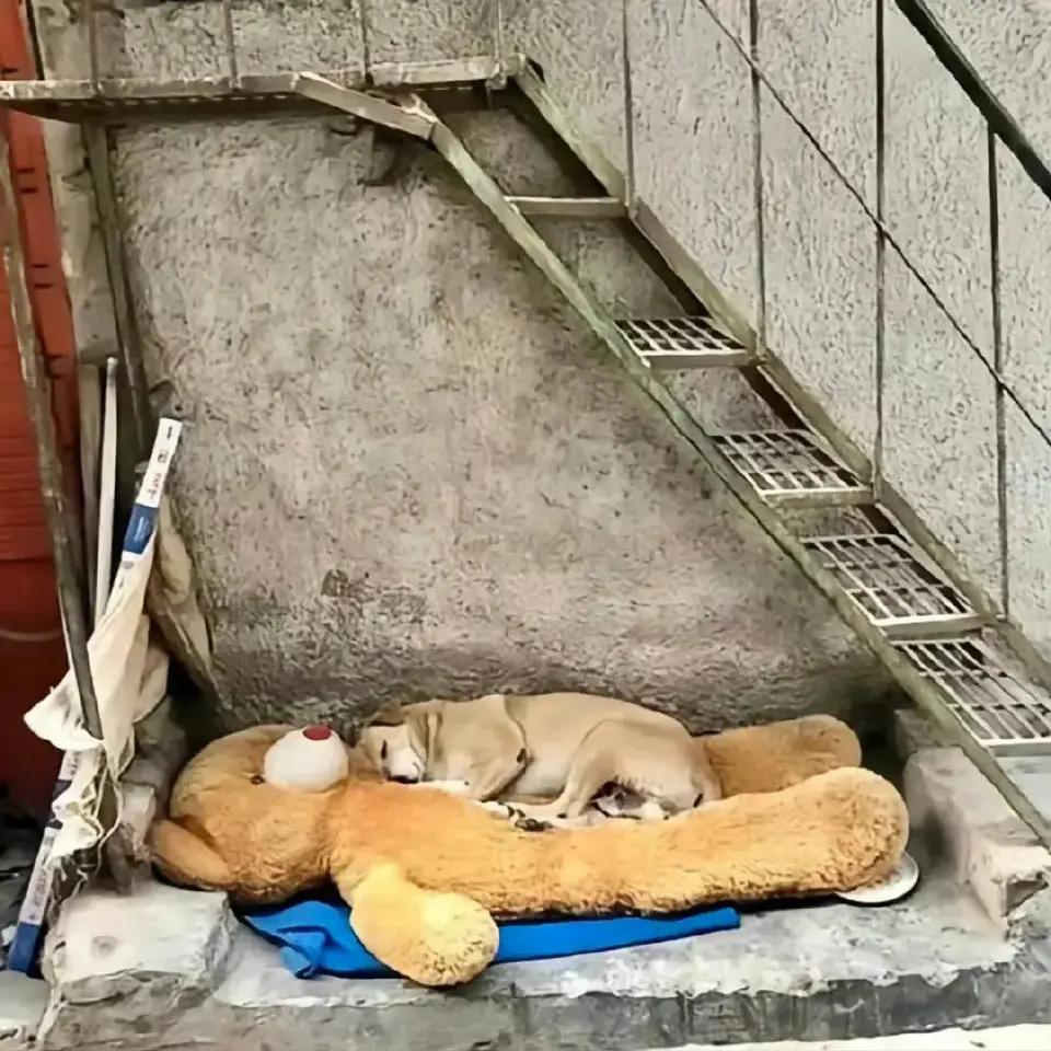 随手丢掉的垃圾小狗视若珍宝！​​​