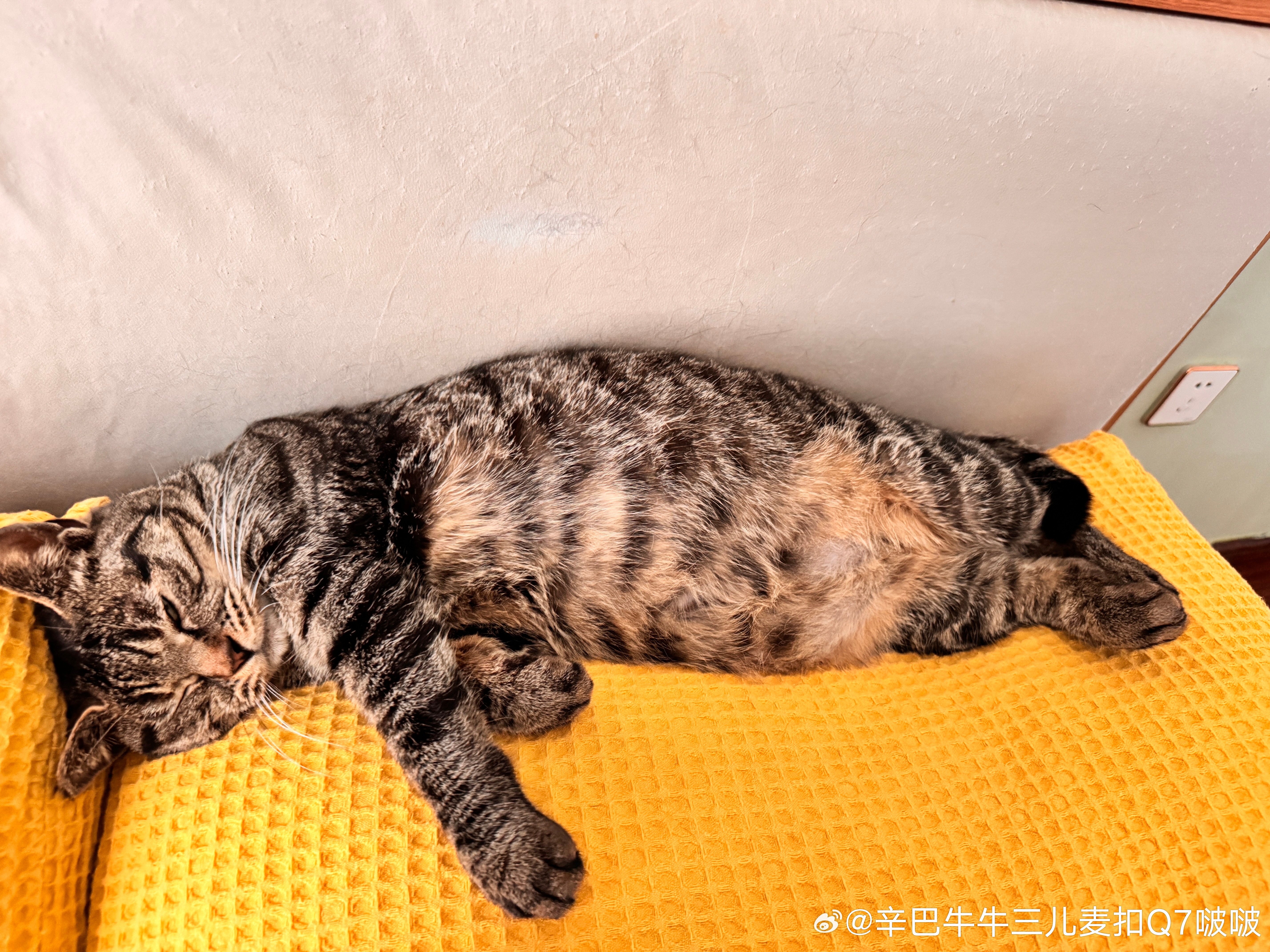 小猫咪睡的这么松弛。我心里满满成就感。