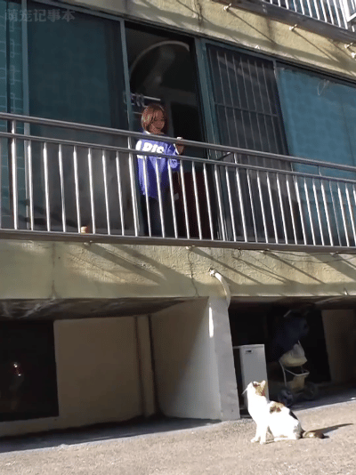 破防！孕猫苦守大姐楼下30天不肯离开，背后满是母性柔软谁能不心软？一只怀有
