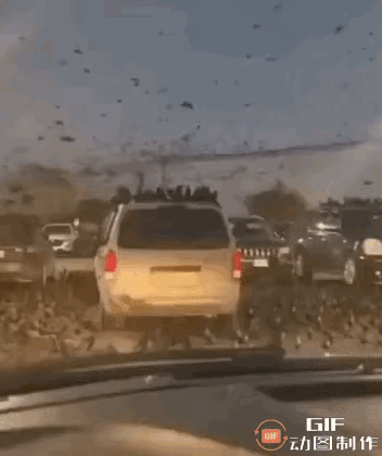 以色列首都特拉维夫上空出现大量乌鸦！这就是传说中的“末日征兆”不祥之兆！