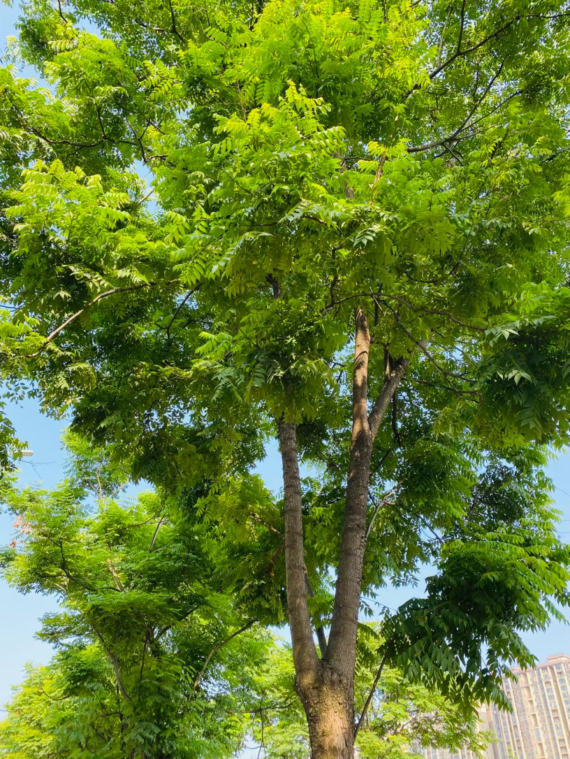 生活手记记录真实生活摄影摄影摄影晴日里的树影天空是一块被洗得透亮的蓝玉，没有一