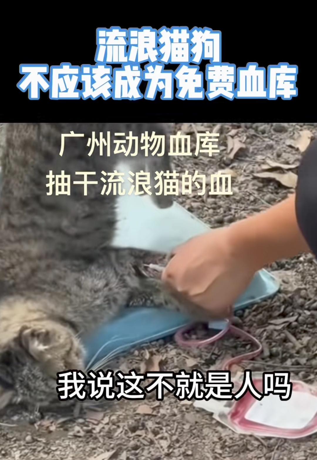 为了救一只猫，残忍的杀害了一只猫，这些恶魔为了钱，太残忍了。就因为流浪猫没有主人