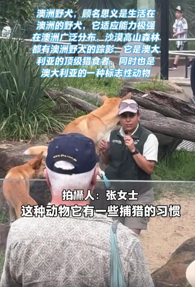 笑不活了！女子去澳大利亚旅游，在去悉尼动物园时看到有“澳洲野狗”，就想着看看到底