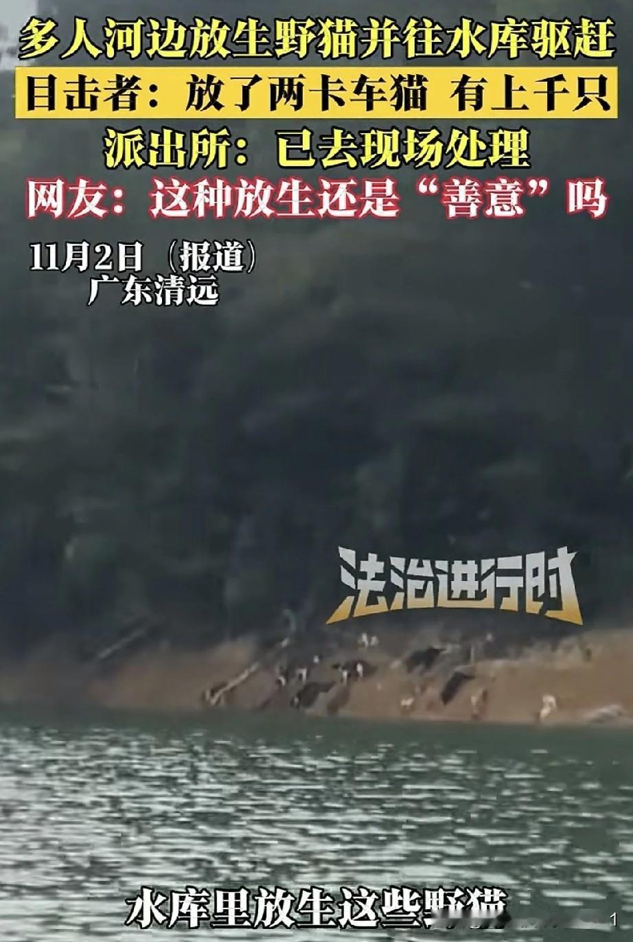 网传广东清远有人在水库放生猫，用了大概两车才拉完，足有上千只。众人还将这些猫往水