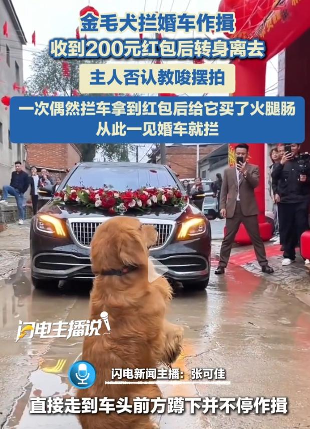 国庆结婚的真是多，到处都是婚车，连狗狗都出来拦婚车了。近日，一只金毛突然跑到一辆