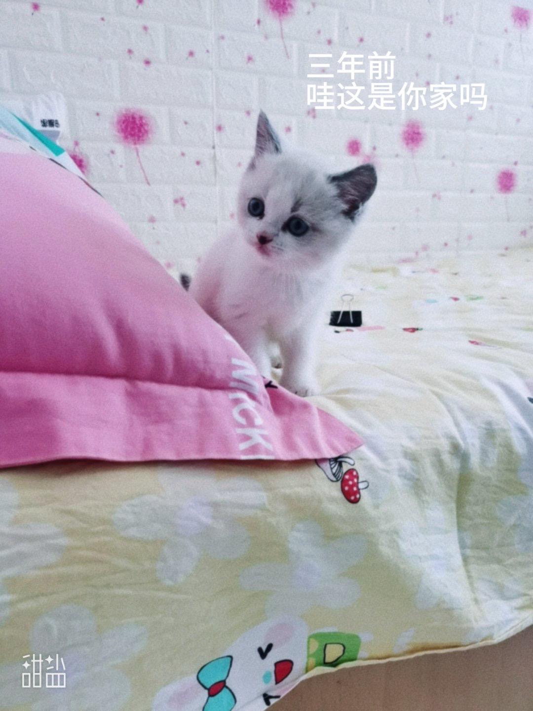 小猫咪快四岁啦