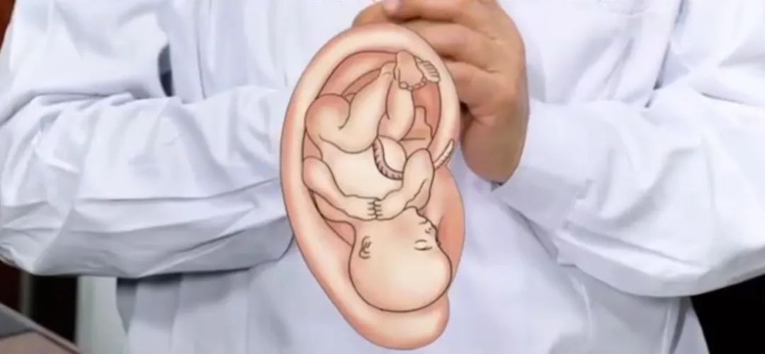 揉揉耳朵根, 胜过吃人参? 帮你运行气血、调理脏腑→