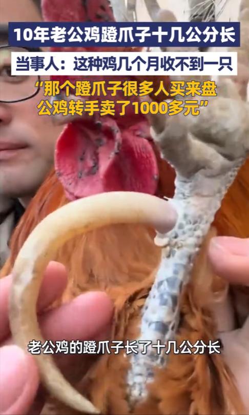 卖亏了！2月8日，山东泰安，一男子回村里过年，突然发现一老人家里有一只特别的大公