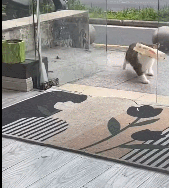 猫：一种不可抗力！​​​