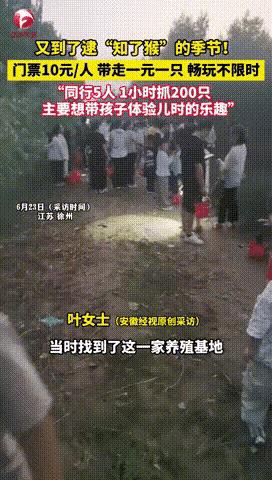 赚大了！徐州，一家“知了猴”养殖基地，花10元买张门票，就可以不限时随便抓，顾客