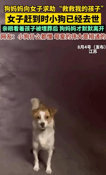 万物皆有灵性！江苏，在路上女子看到一只狗狗一直挡着她的去路，并且狗狗还做出转头示