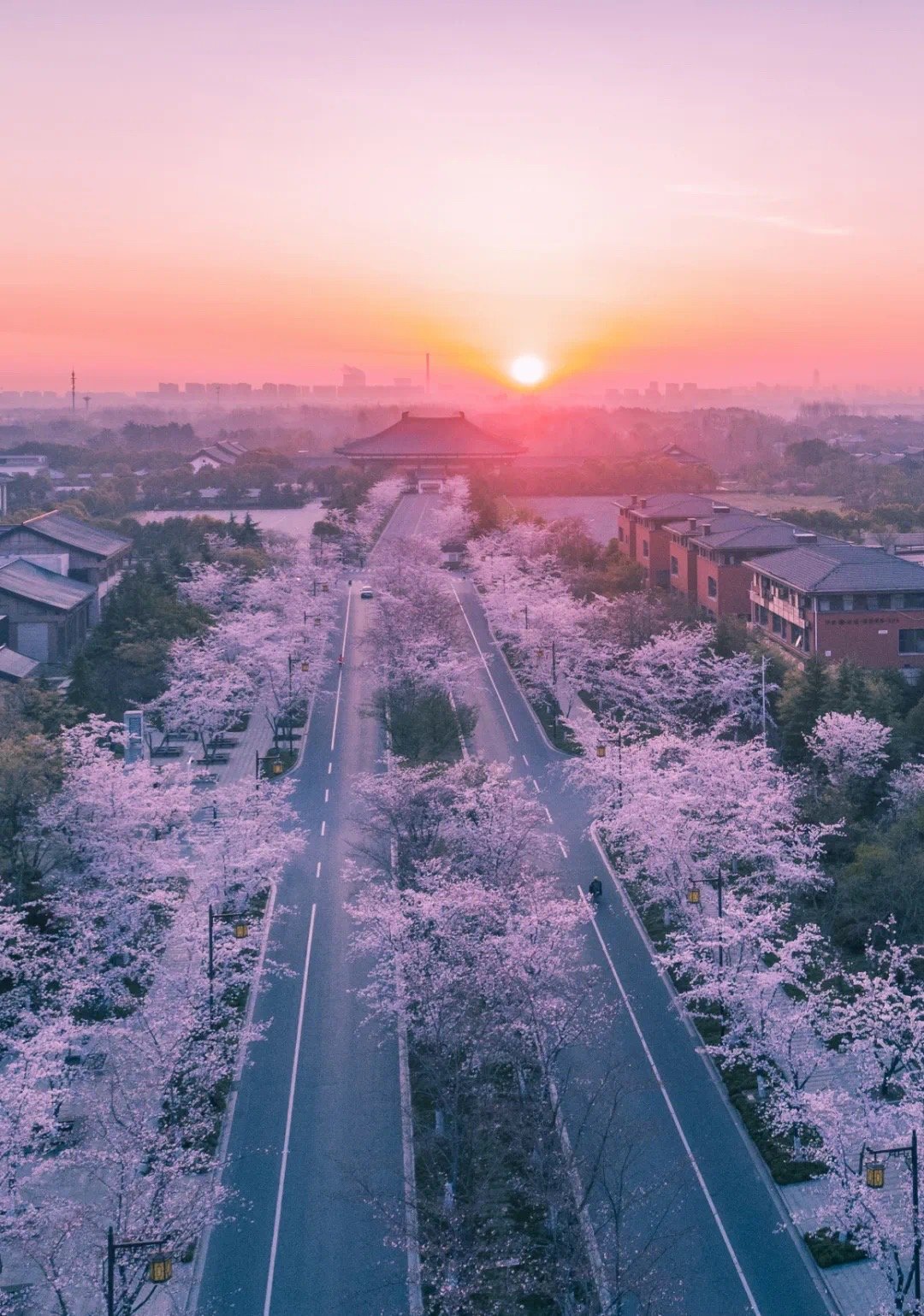 江苏省的省花是什么花【一城花开，半卷诗意】春风拂面，万物复苏。春天是一年中最美