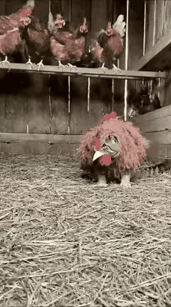 这年头对付偷鸡的，还得是主人这招绝，简直太聪明了！农户家里