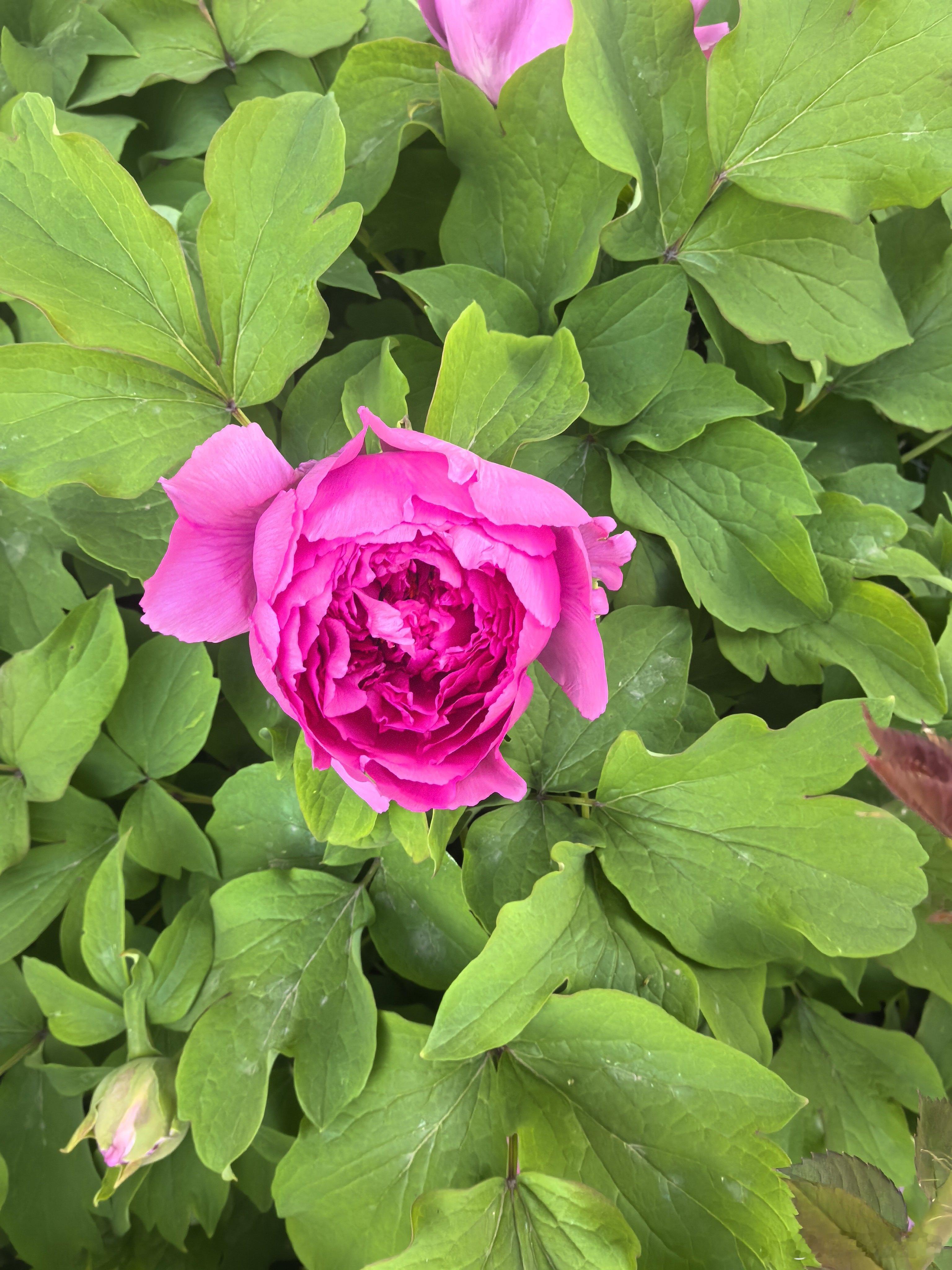 洛阳牡丹花会春光明媚，杨柳轻扬，赏花正当时洛阳牡丹