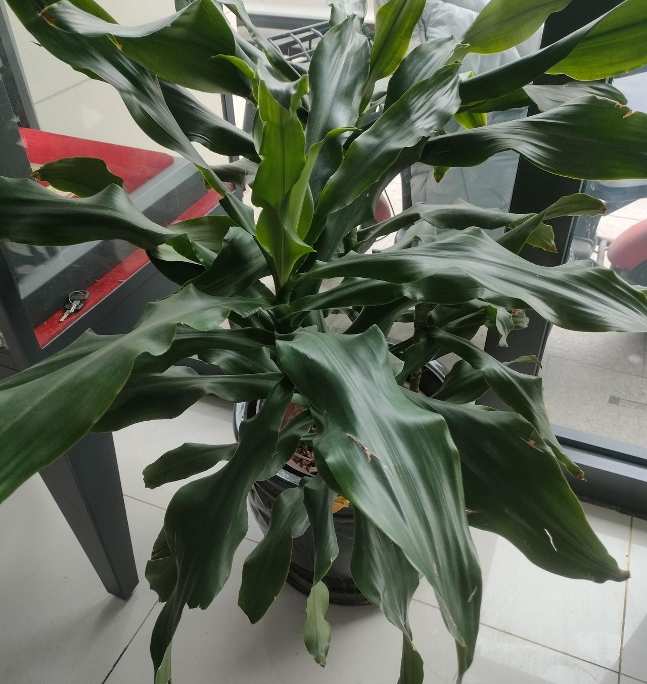 这盆绿植很养眼，但是我是第一次见，不知道名字。但是，我觉得这样的绿植摆在银行里