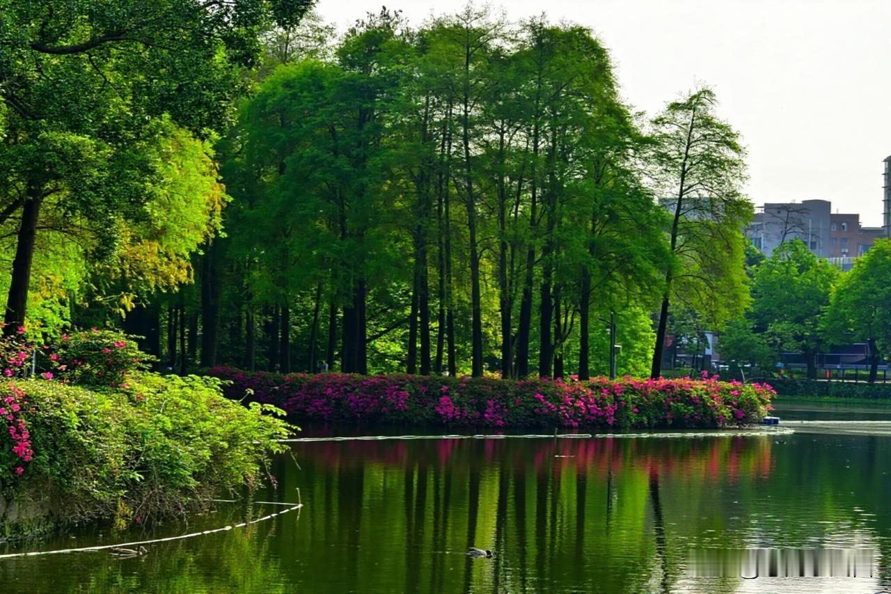 流花湖漫记✨晨曦铺满湖畔，葵堤向阳而生，满眼都是治愈的明媚。荷塘