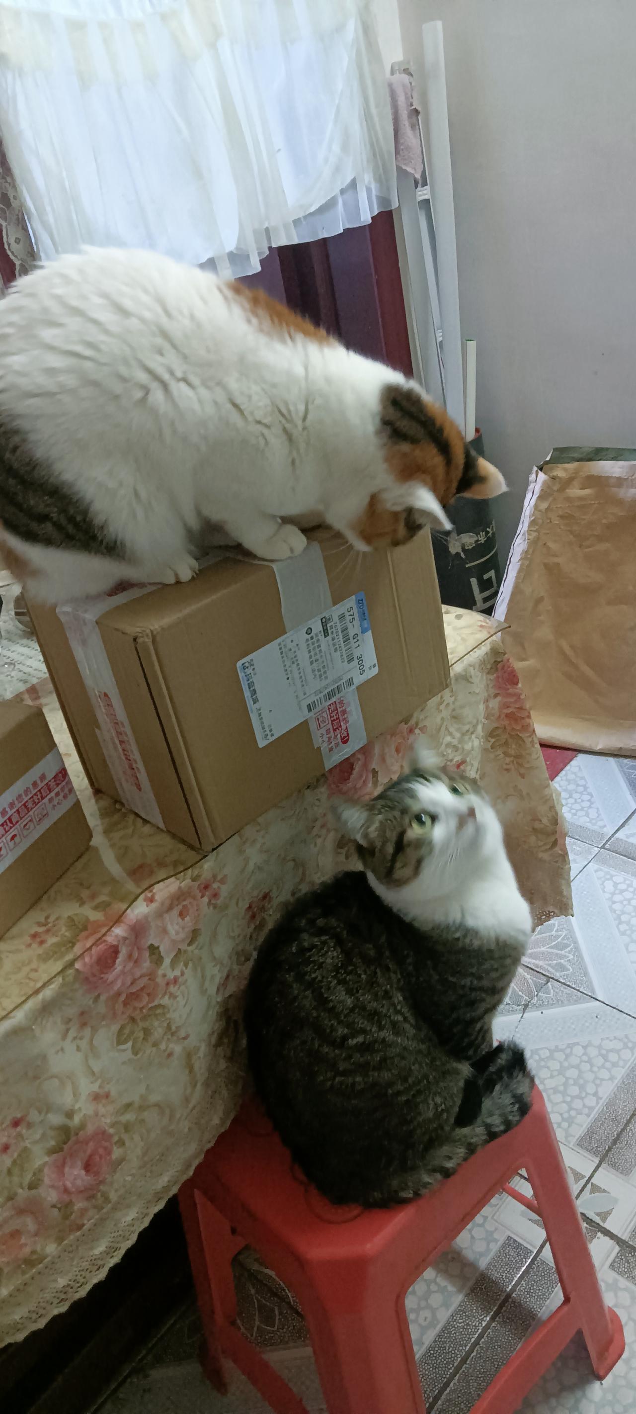 猫界“高低位社交”太真实！胖橘蹲纸箱俯视同伴，狸花仰头秒变小跟班。我家两