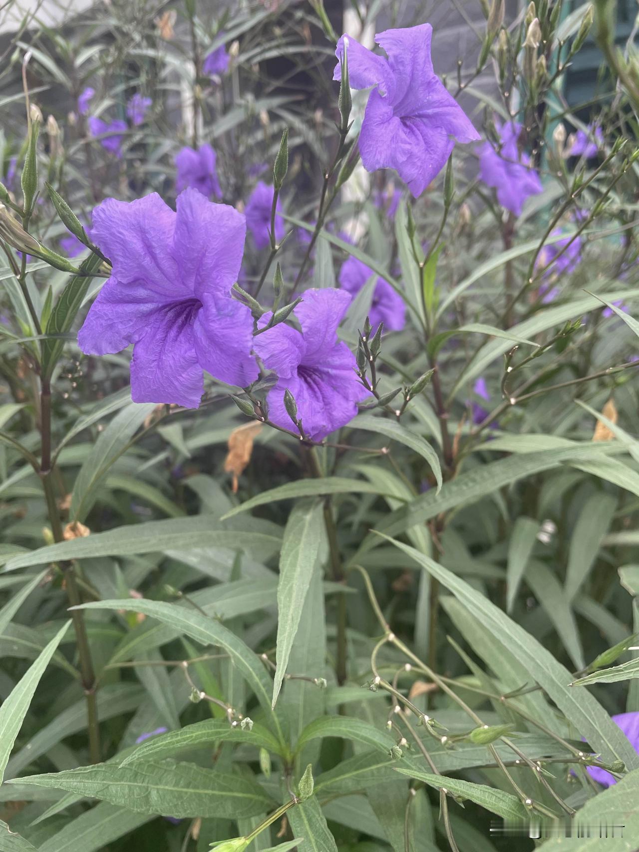 有一种女人可悲的地方,就是永远先相信她的老公。一女子,和老公结婚9年,现在发现