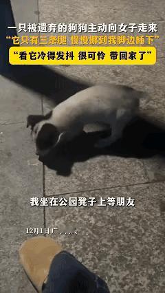 看哭了！近日广东汕头，女子坐在公园的长椅上等朋友，突然有只断了腿的小狗从公园的角