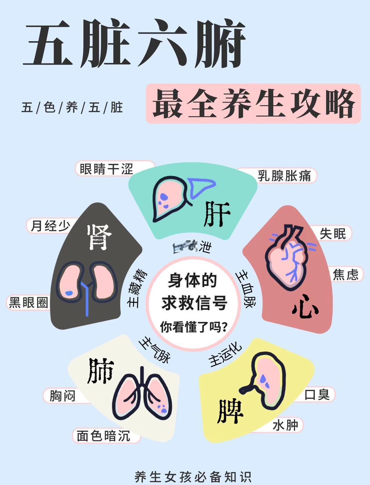 五脏六腑指哪些器官？五脏包括心、肝、脾、肺、肾。心脏如人体发动机