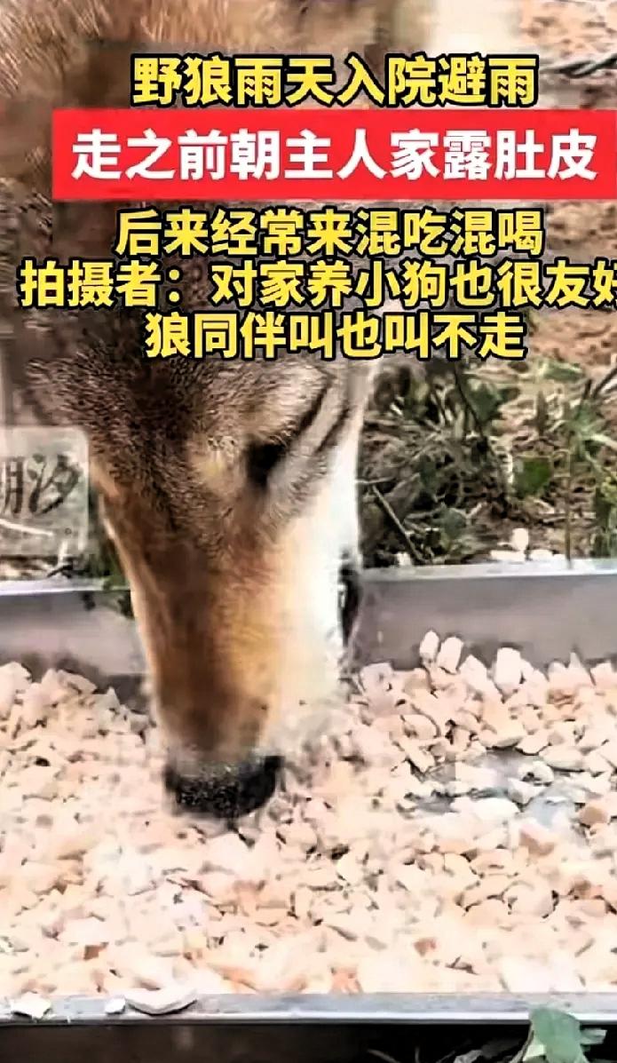 笑不活了！内蒙古，一只野狼下雨天跑进一户人家院子躲雨，谁知临走还对着人翻肚皮示好