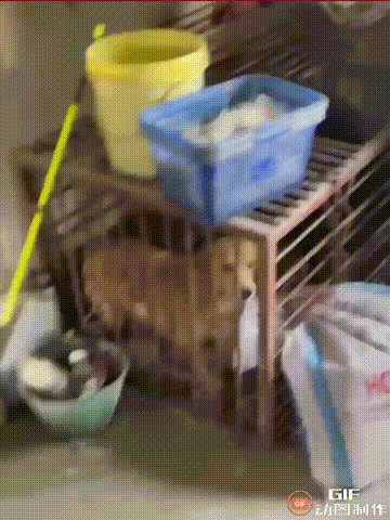 江苏镇江一名女子养了一只黄色的小狗，本来一直都是关起来的，但是有天放它出去大小便