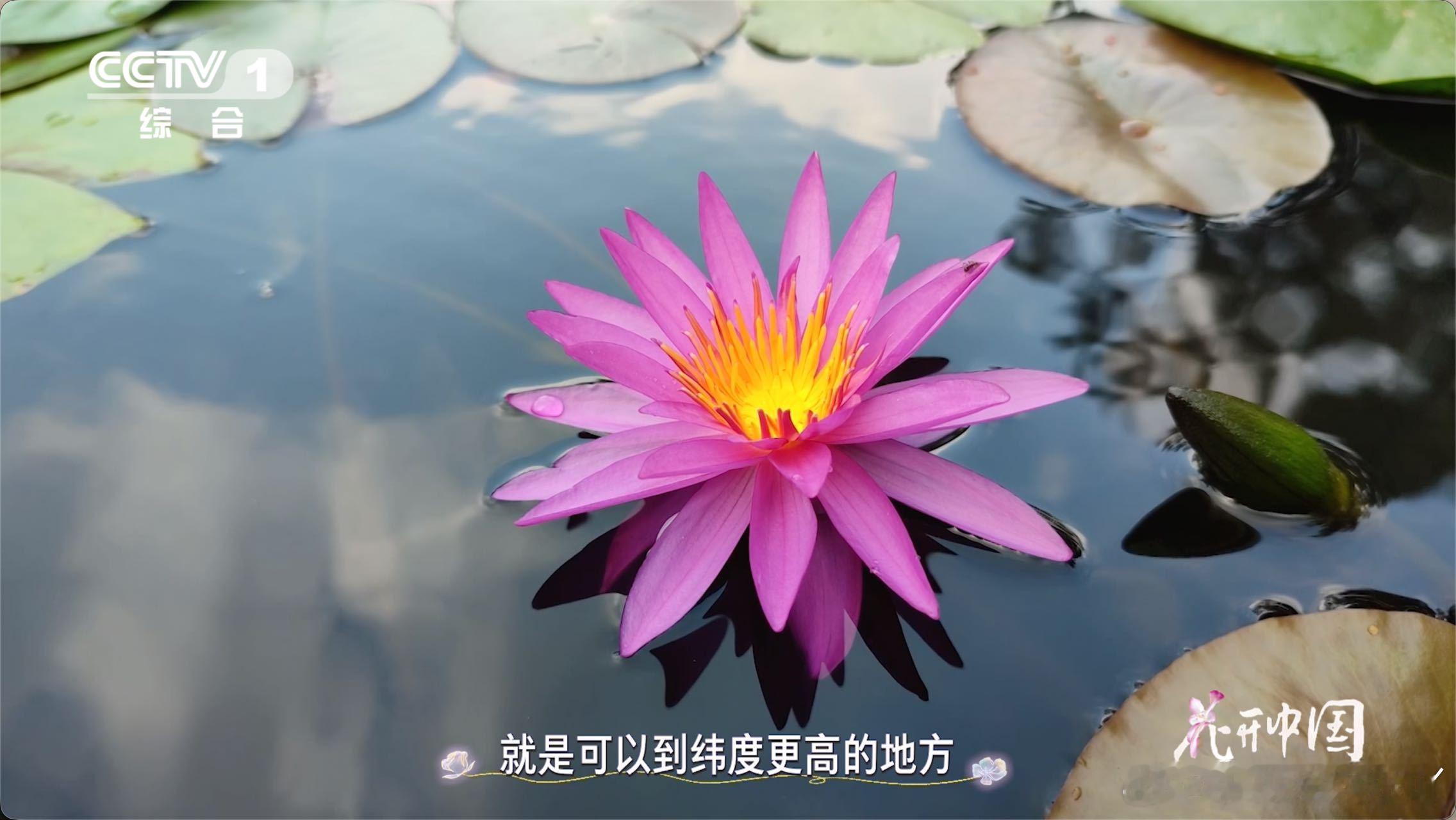 17岁少年在家种出冠军睡莲不怕冷也不怕热的花这款冠军睡莲真的戳中养花人，17岁