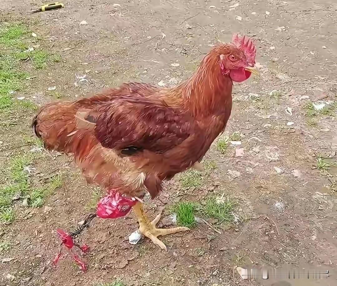 真是高手在民间啊！看到一只鸡缺少了一条腿后，主人竟然用铁丝给这只鸡安装了条假肢，