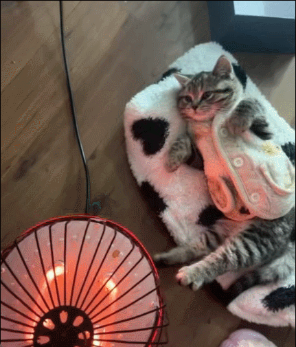 猫猫：有什么比冬天烤火炉更巴适的事情吗，真不明白那些小狗为什么还要出去