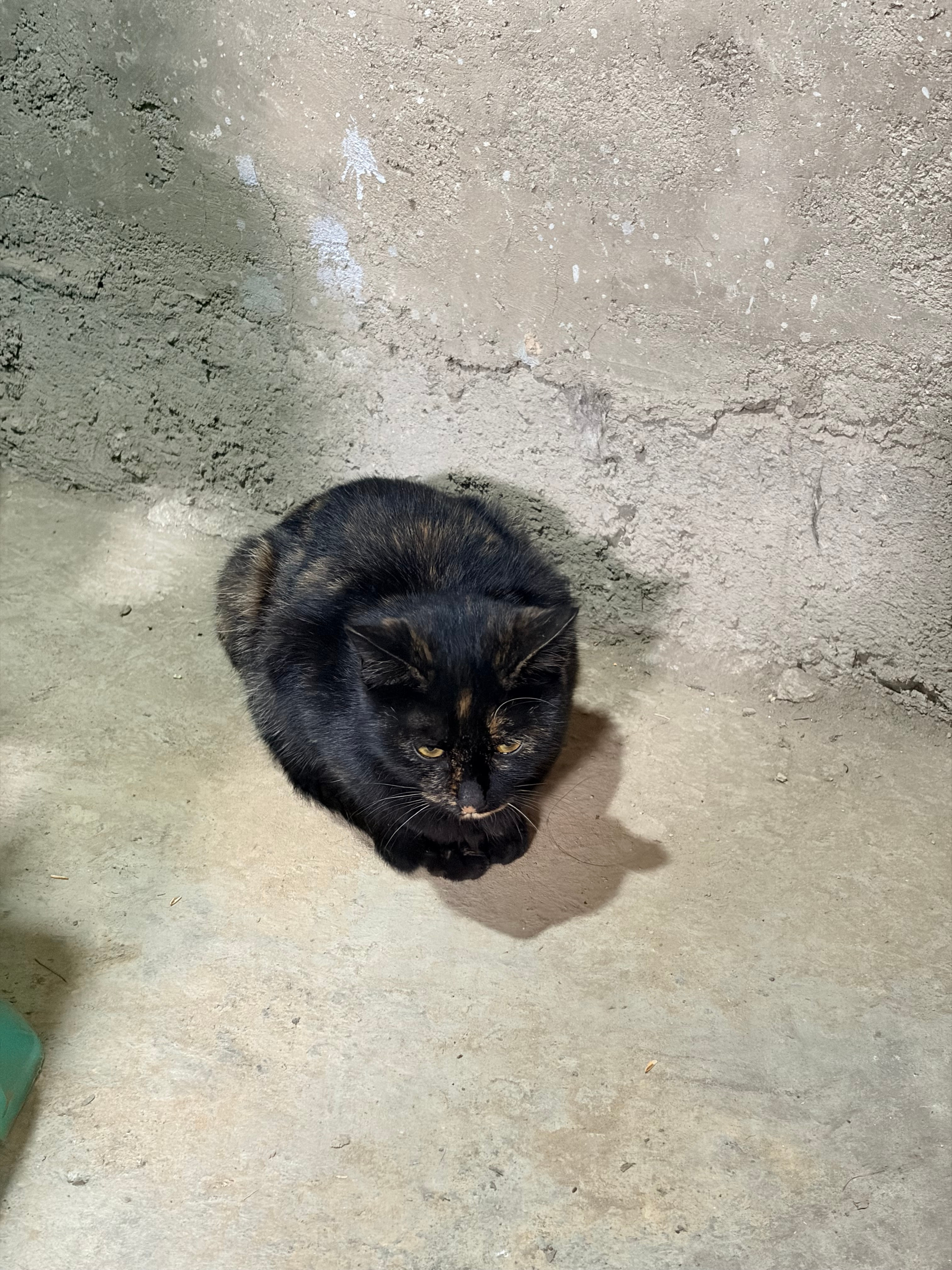 猫这个东西，也真是神了。我爸原本养了一只，防老鼠用，后来这只猫不知道哪里找的野猫