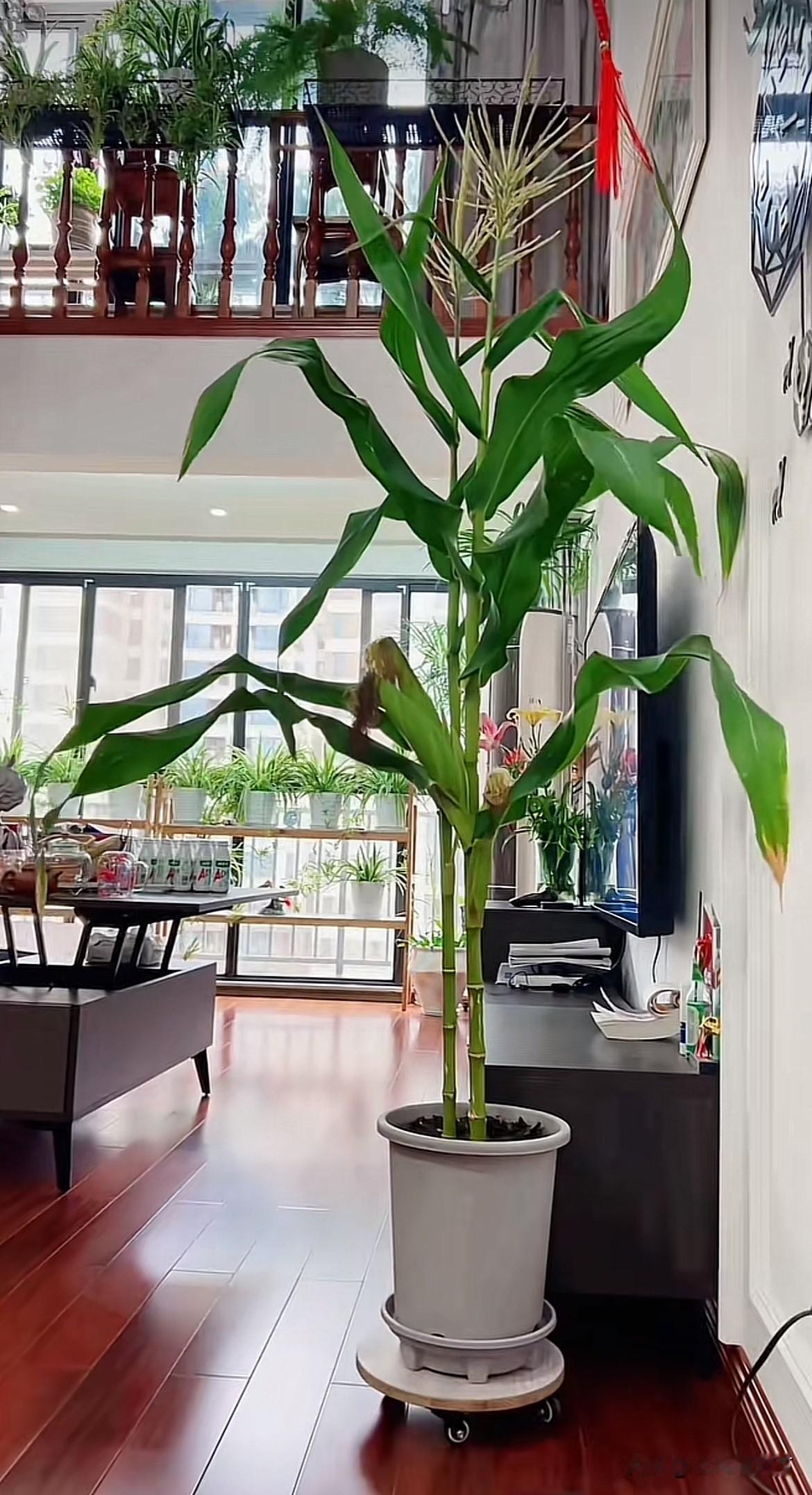 看了邻居家的盆栽，惊叹之余，就劝大家：还买什么盆栽？还傻傻地买什么绿植？一