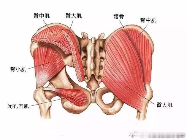 膝盖疼痛膝盖不适，可能和你的臀肌有关——👉在走路的时候，有个步态的阶段是单腿
