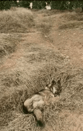 狗子：你个老六太坏了[呲牙笑]