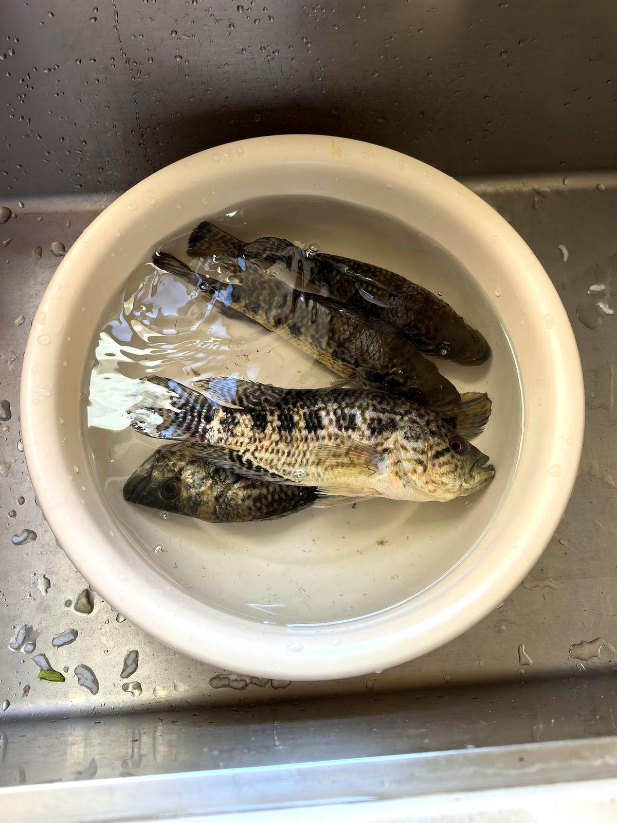 6块钱一斤的罗非鱼。你敢信？在琼海的菜市场，乌泱乌泱的老阿公老阿婆，就围着这