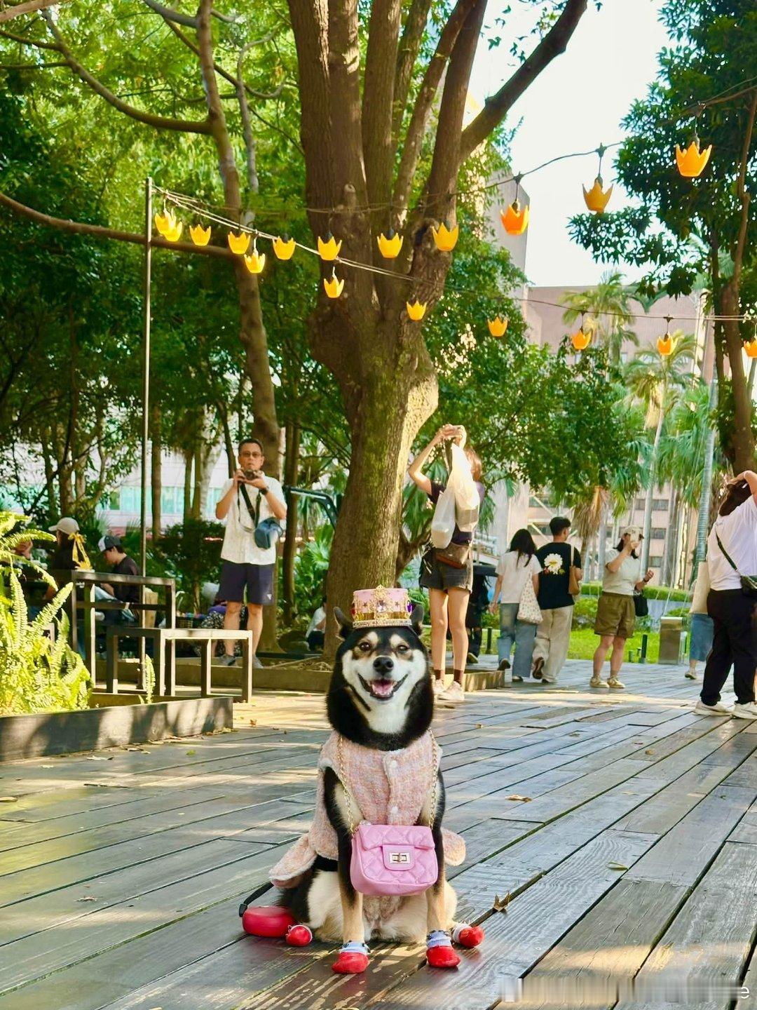 柴界GD的妹妹!柴犬萌宠柴犬​​​