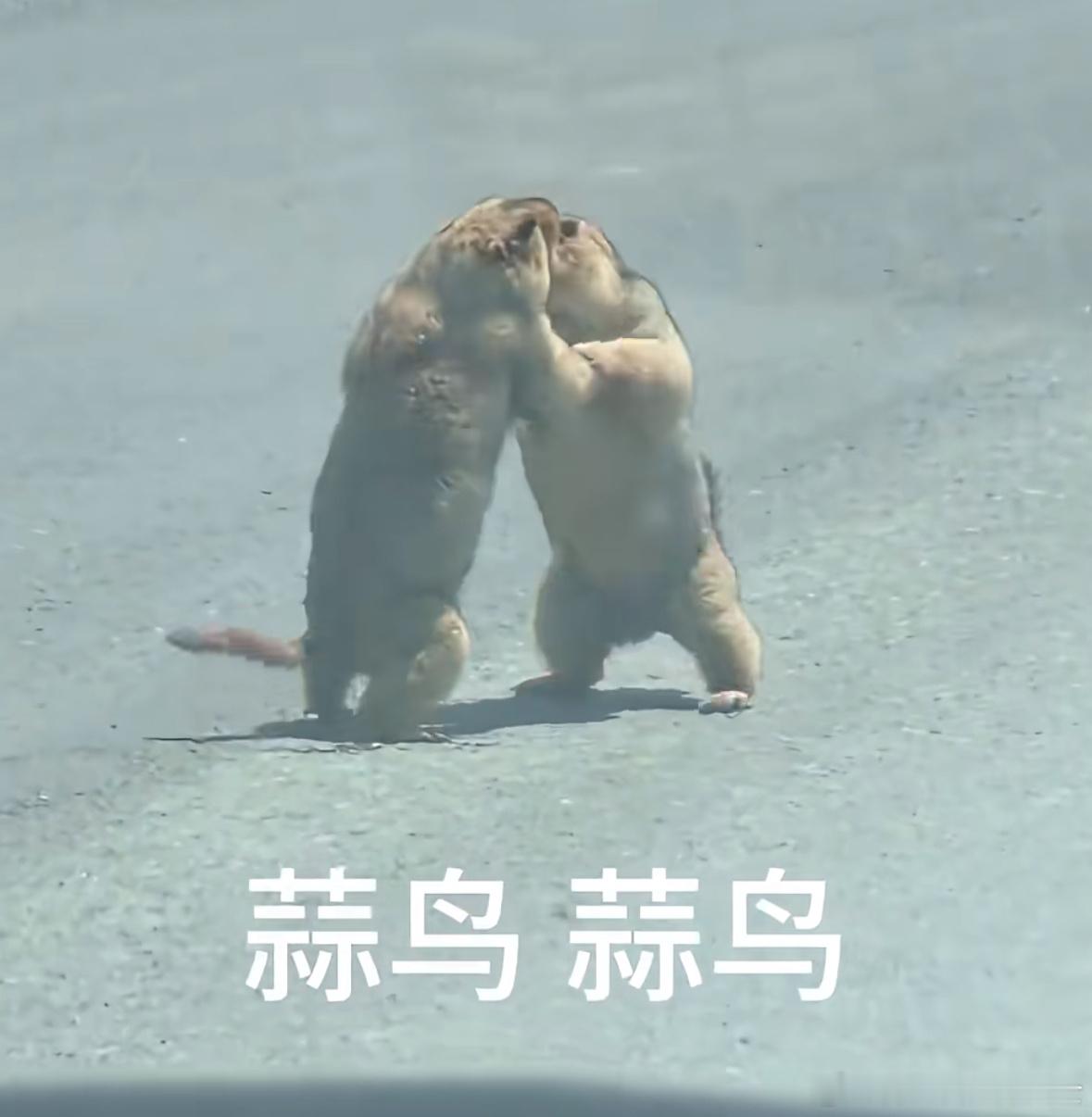 蒜鸟蒜鸟都不容易，你们不要再打了啦[doge]​​​