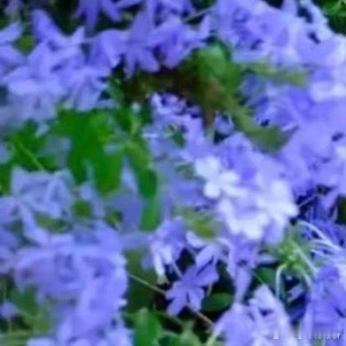 0000蓝雪花种植方法1.光照管理每天需保证6小时以上的直射光照，夏季高温时无