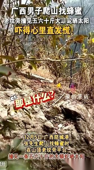 两米。真的就两米。一条快有我大腿粗的大蟒蛇，就盘在我歇脚的石头旁边晒太阳。我