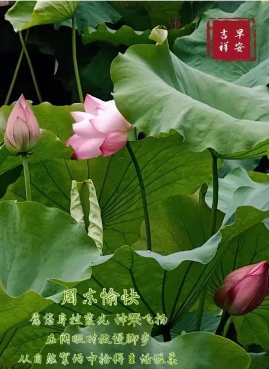 早安心语：愿您身披霞光，神釆飞扬，在闲暇时放慢脚步，从自然絮语中拾得生活温柔。