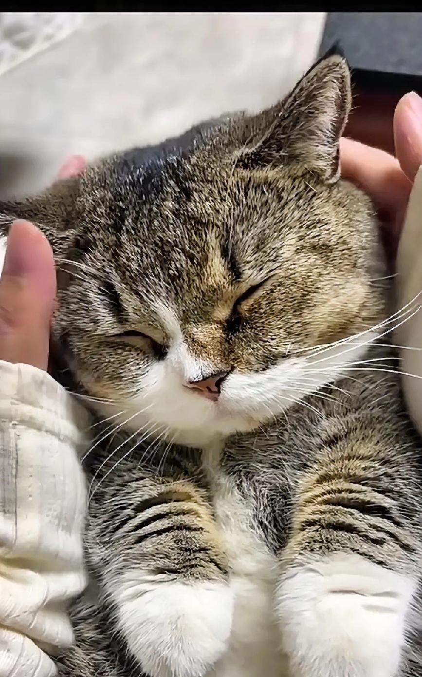 刚买回来的小猫咪，似乎有些想念妈妈，一直喵喵叫个不停。不过，在小姐姐的安抚与按